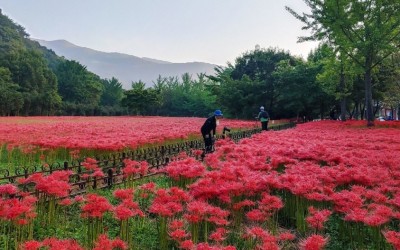 선운사 꽃무릇